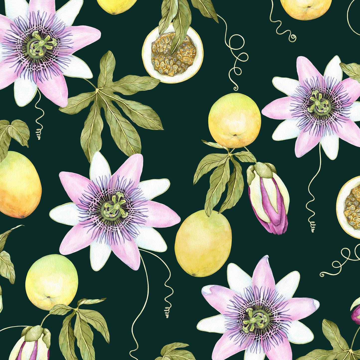 encanto da passiflora