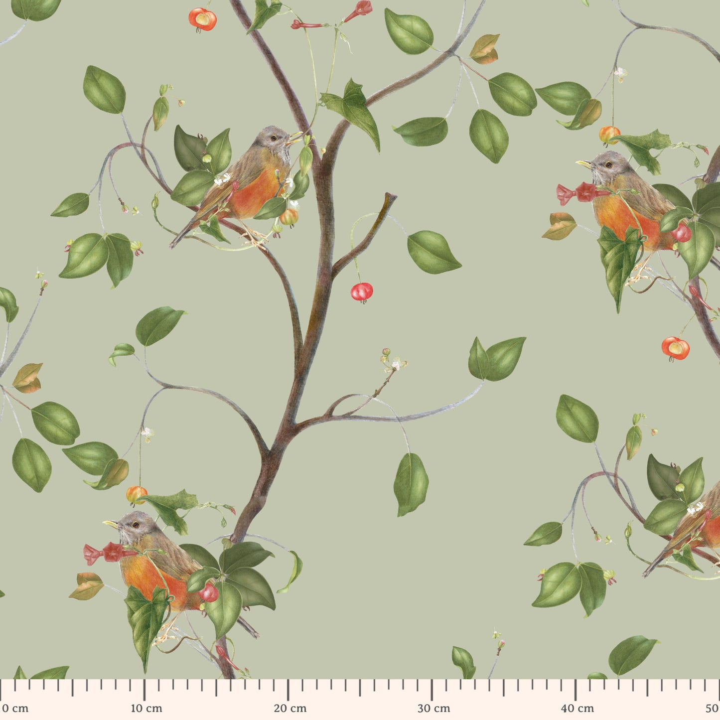 turdus rufiventris
