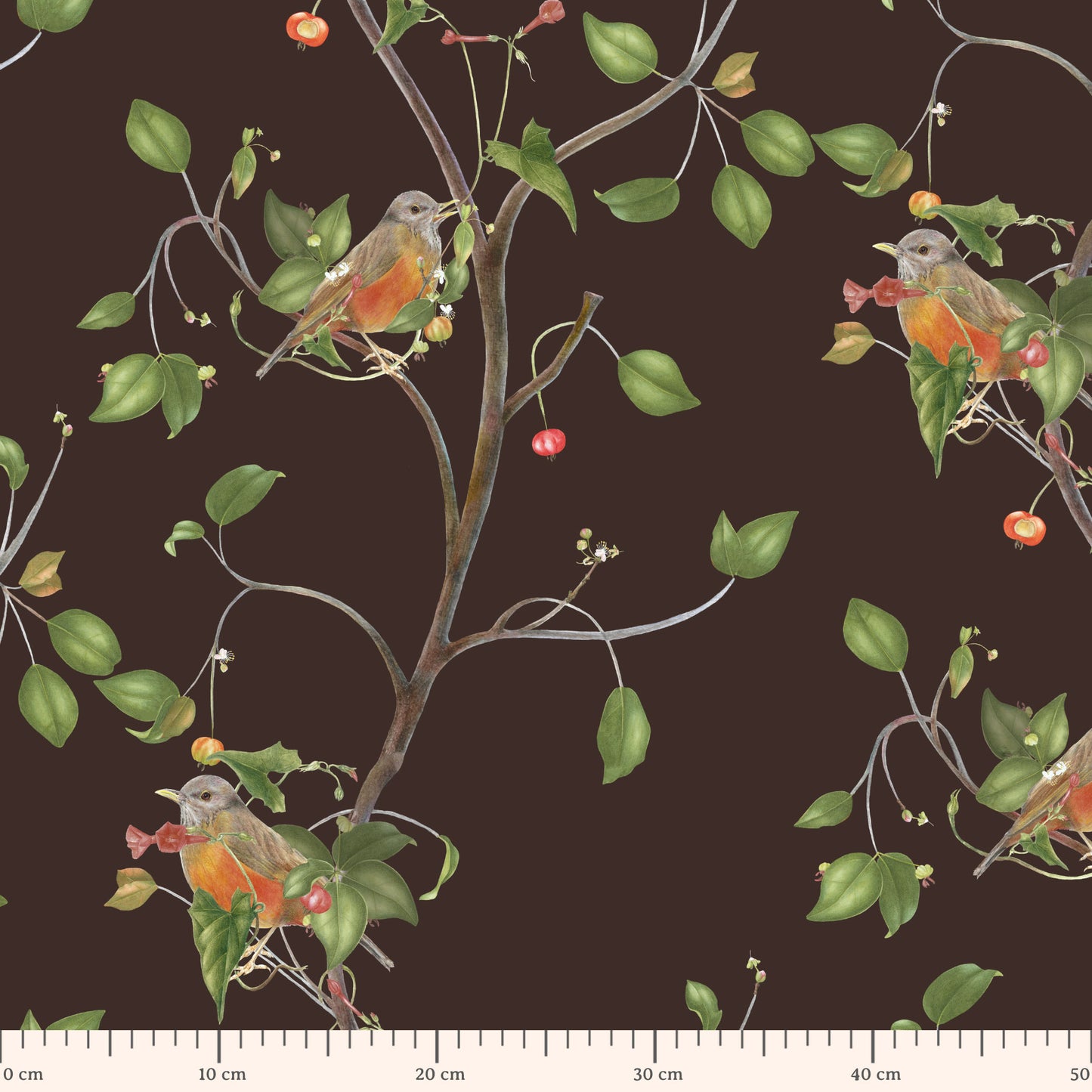 turdus rufiventris