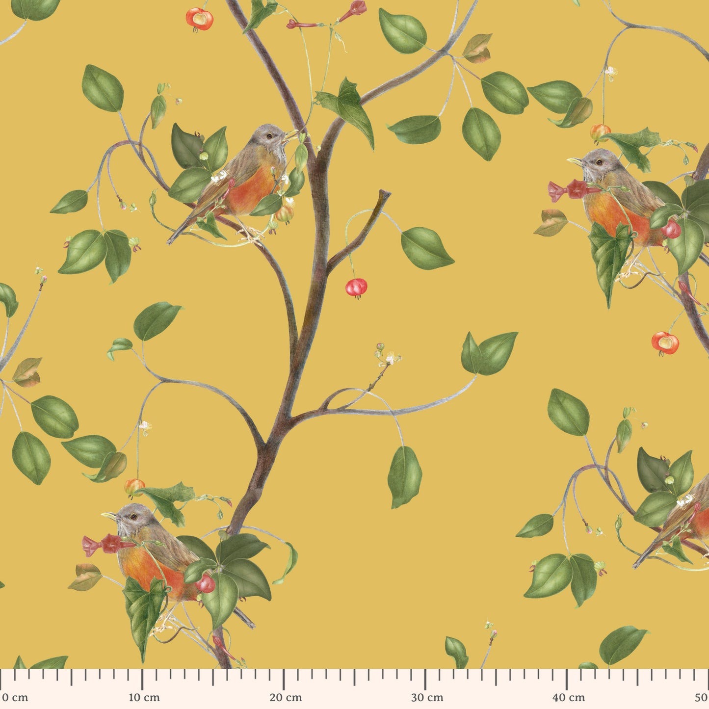 turdus rufiventris