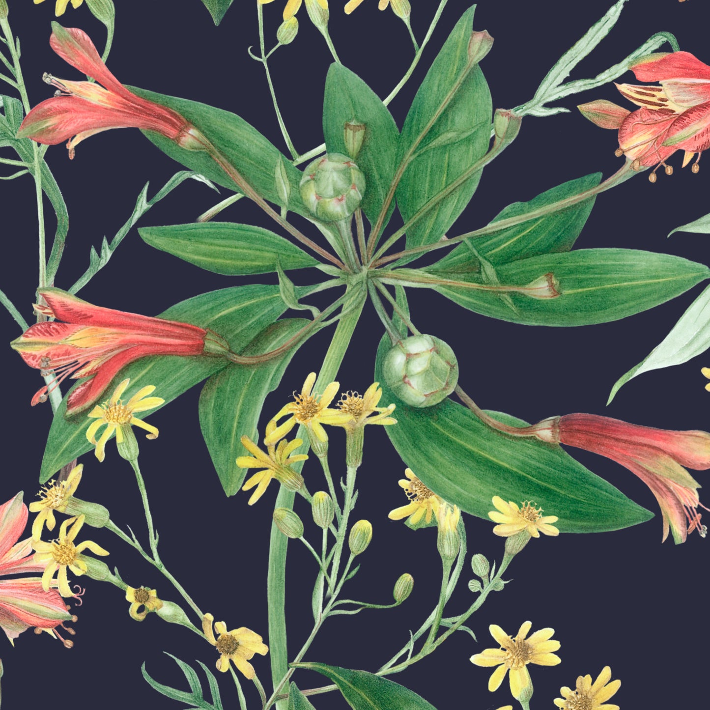 alstroemeria